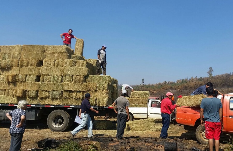 Personas cargando fardos de forraje en un camión