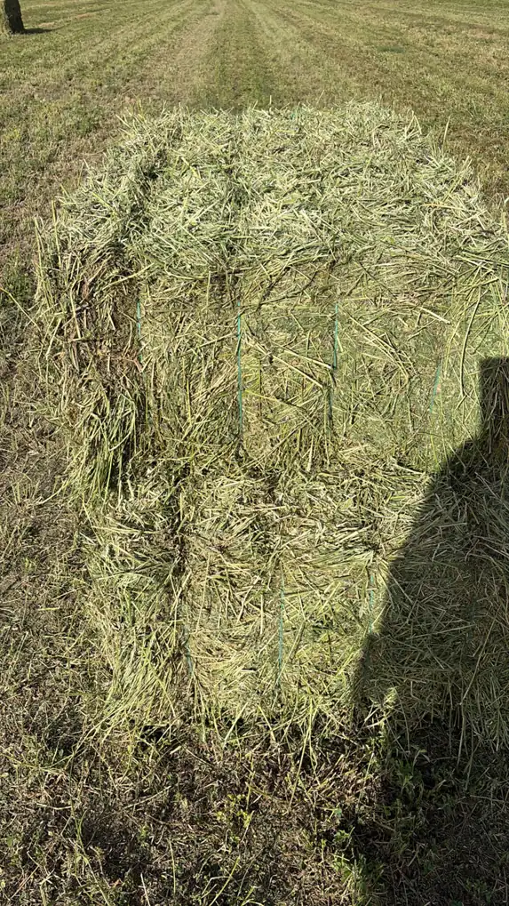 Forraje de alfalfa en terreno