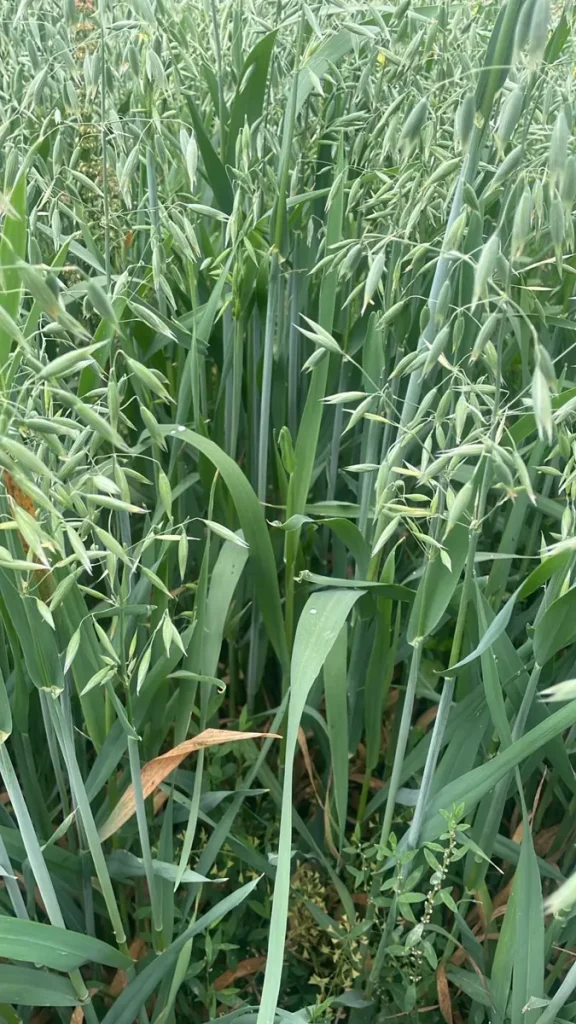 Primer plano de cultivo en terreno