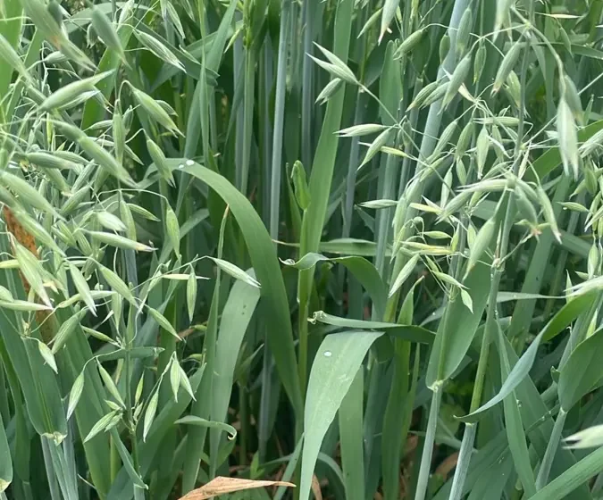 Primer plano de cultivo en terreno